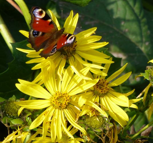 Natur_und_Umwelt/19_Die_Silphie_-_ein_oekologischer_Allrounder_fuer_die_Biogas-Gewinnung.pdf